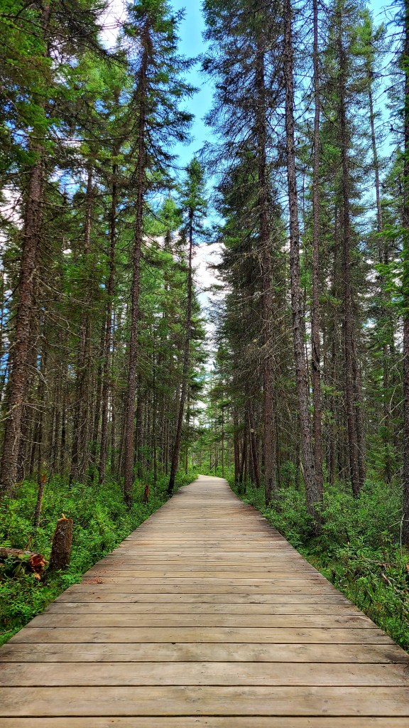 Spruce Bog Boardwalk Trail, Algonquin Park