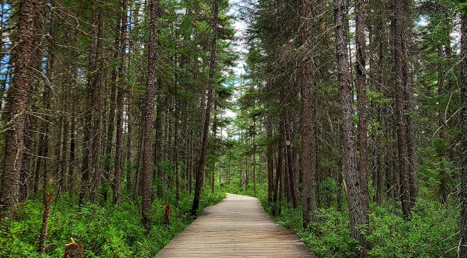 Spruce Bog Boardwalk Trail Guide – Algonquin Provincial Park
